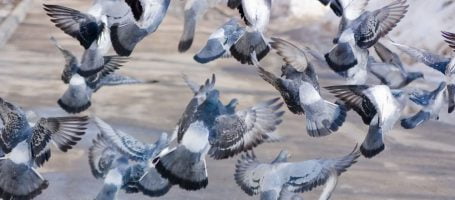 Wire Mesh for Bird Screening