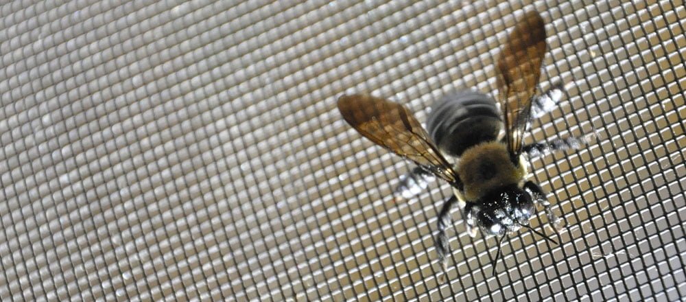 Insect and Fly Screening Wire Applications